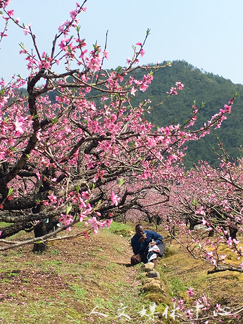 我校留学生走进花海 感受江南春景